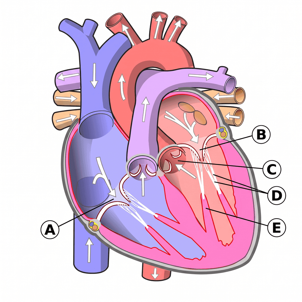 Frontal section of the heart with labelled atrioventricular valves