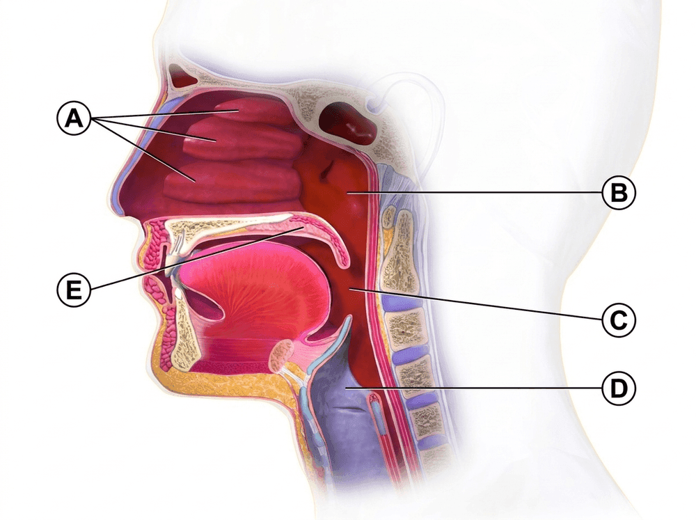 Sagittal section of the upper airway with the nasopharynx labelled B